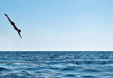 Diving board on sundeck